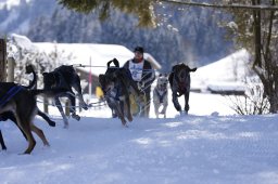 Lenk 2013
